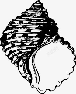 黑白贝壳背景卡通贝壳高清图片