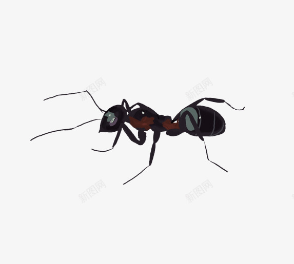 黑色蚂蚁png免抠素材_新图网 https://ixintu.com 小动物 手绘 标本 蝼蚁 黑色