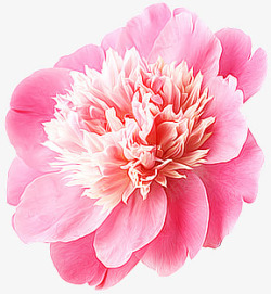 粉红牡丹花素材