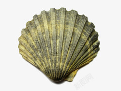 贝壳化石化石贝壳高清图片