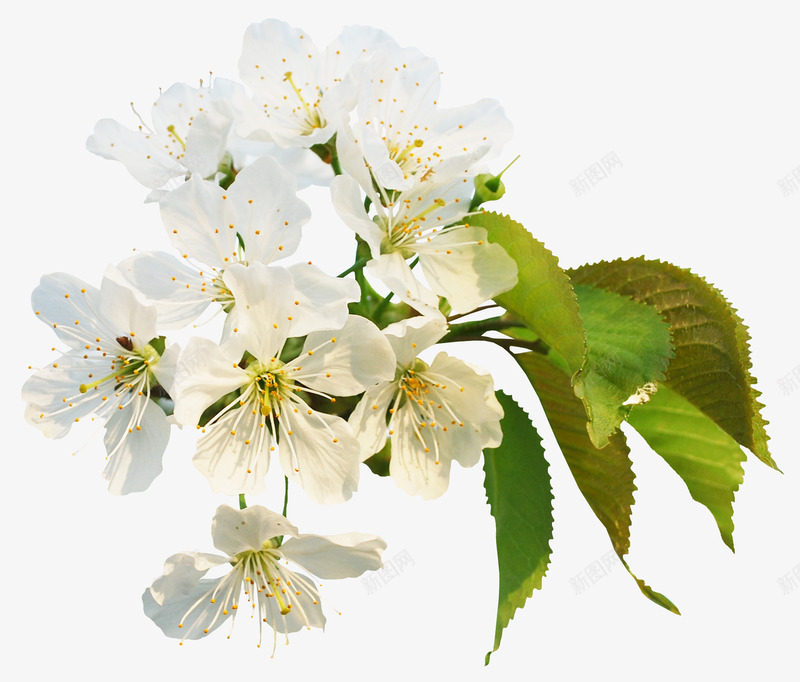 樱花png免抠素材_新图网 https://ixintu.com 树叶 树枝 植物 白色 花卉 花朵 鲜花