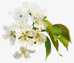 白色透明树叶樱花高清图片