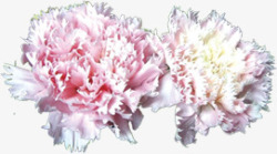 粉色淡雅康乃馨花朵素材