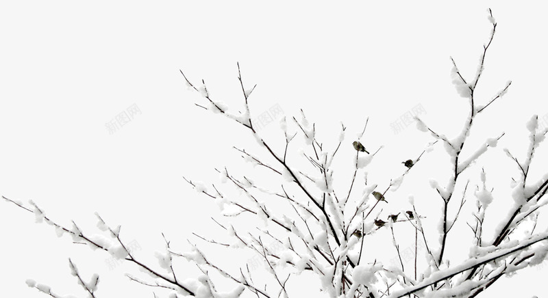 挂雪树枝麻雀png免抠素材_新图网 https://ixintu.com 下雪 冬天 新图网 树枝 麻雀