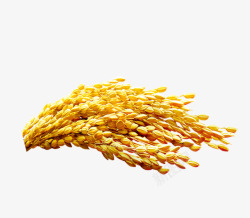 收获粮食水稻果实高清图片