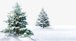 柏树也雪地上的雪松高清图片