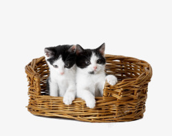 可爱迷你竹筐里的猫咪高清图片