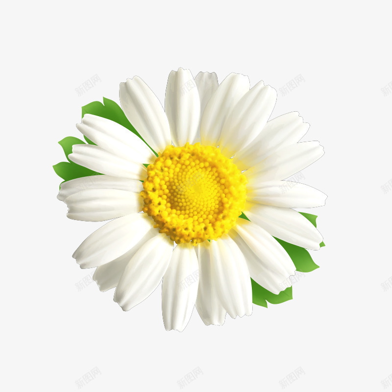 花朵花卉png免抠素材_新图网 https://ixintu.com 小花 小草 植物 白花 花 花儿 花卉 花朵 花瓣 花蕊