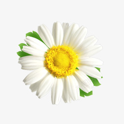 小白花花朵花卉高清图片
