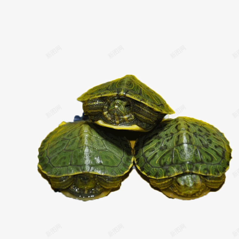 三只巴西龟png免抠素材_新图网 https://ixintu.com 乌龟 产品实物 动物 王八