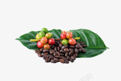 在绿色叶子上的咖啡果和咖啡豆实素材