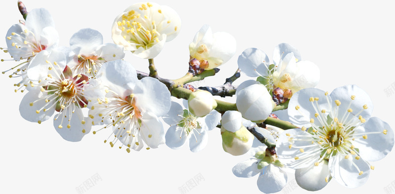 白色淡雅花朵树枝png免抠素材_新图网 https://ixintu.com 树枝 淡雅 白色 花朵