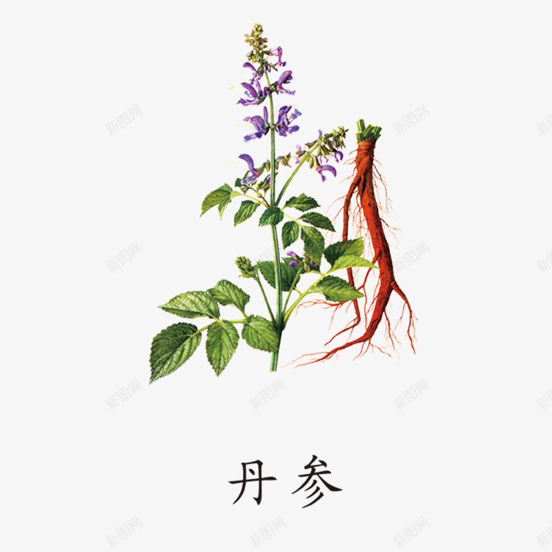 中药丹参png免抠素材_新图网 https://ixintu.com 中国风草药 中药 丹参 草药 草药植物