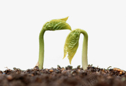 蔬菜黄豆芽刚冒出泥土的小菜苗高清图片
