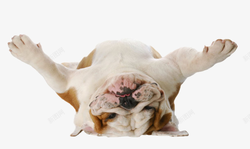 黄色可爱躺着的狗动物png免抠素材_新图网 https://ixintu.com 人类朋友 免扣 免费下载 动物 宠物 生物 睡觉 躺着 躺着的狗