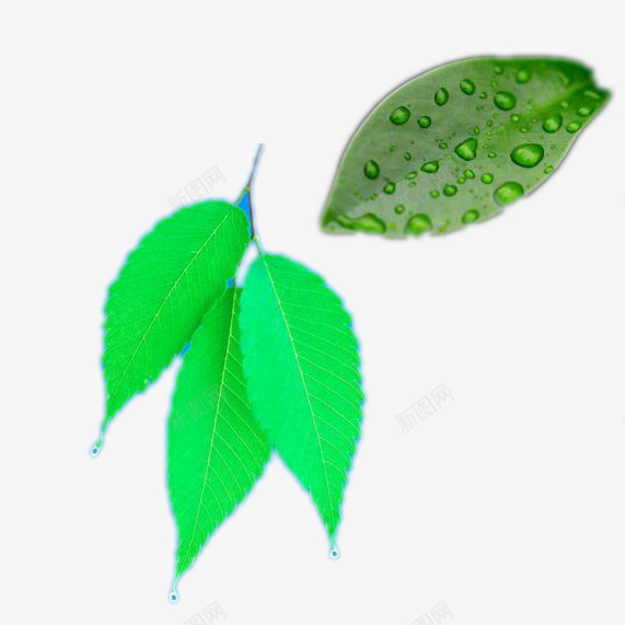 透明的水珠的叶子png免抠素材_新图网 https://ixintu.com 带水珠的叶子 树叶 水珠叶子 水珠绿叶 绿叶 绿色叶子