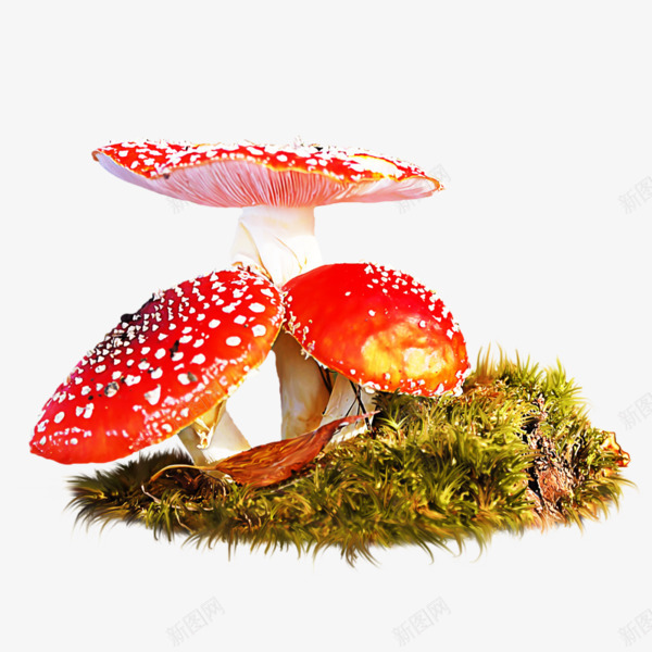 红色蘑菇图案png免抠素材_新图网 https://ixintu.com 图案 杂草 红色蘑菇 草丛 黄色
