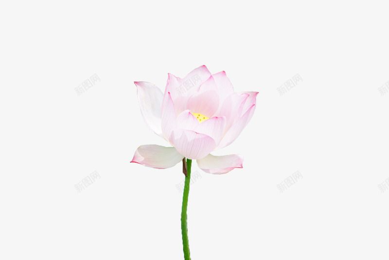 无背景的荷花png免抠素材_新图网 https://ixintu.com 一朵 抠好 无背景 荷花