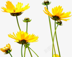 黄色春季花朵花苞素材