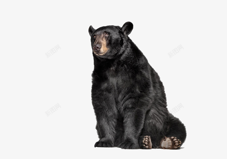黑色的熊png免抠素材_新图网 https://ixintu.com 动物 熊 生物 黑熊
