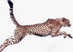 豹子奔跑飞跃的豹子高清图片