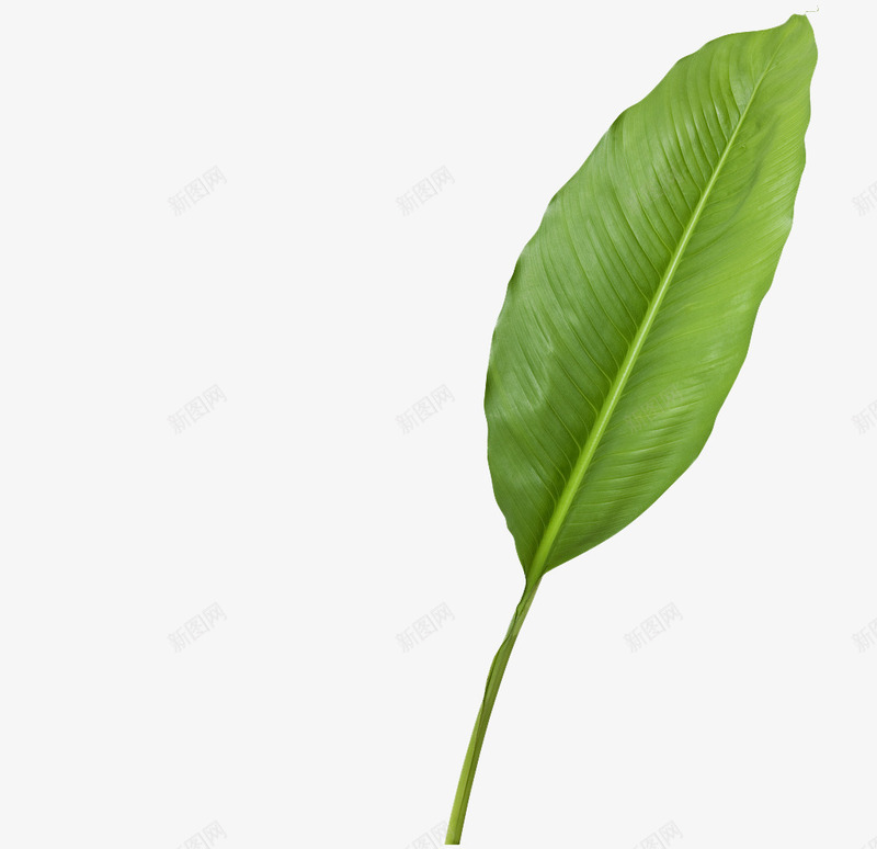 热带植物叶子2png免抠素材_新图网 https://ixintu.com 叶子 植物 热带 绿叶