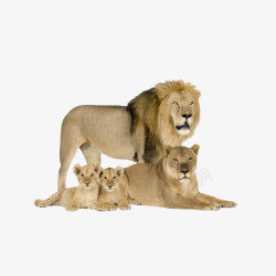 狮群狮群高清图片