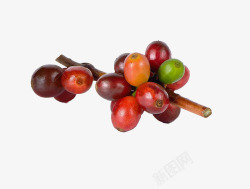 咖啡树豆子素材