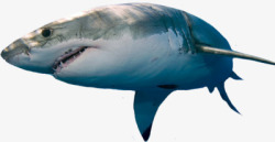鲛鲨鱼高清图片