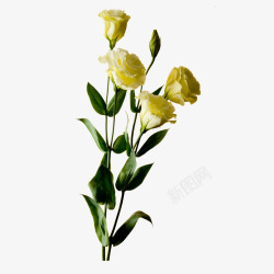 黄色康乃馨实物一束黄色康乃馨元素高清图片