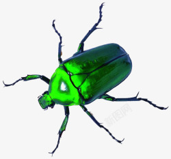 昆虫甲虫类素材