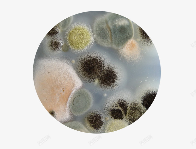 酵母菌png免抠素材_新图网 https://ixintu.com 实物 微生物 酵母菌