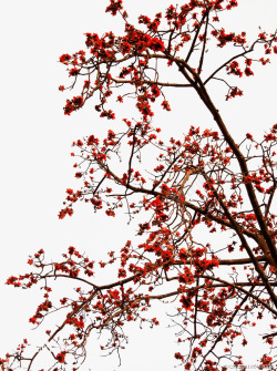 木棉树红色木棉花树高清图片