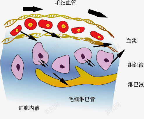 血液组成示意图png免抠素材_新图网 https://ixintu.com 手绘 生物教学 示意图 细胞结构 血液组成示意图