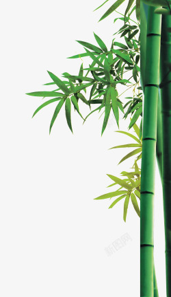 翠竹竹子高清图片