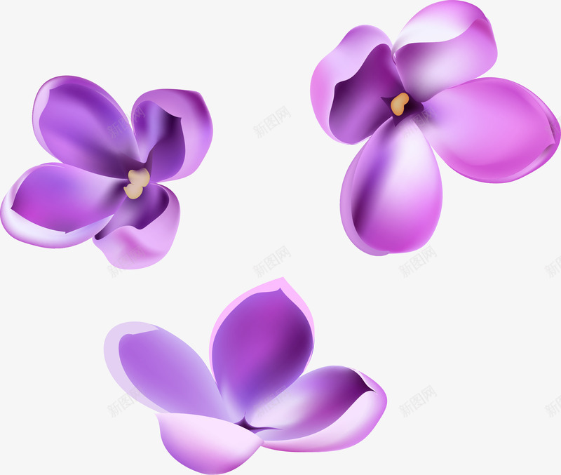 手绘紫色花朵png免抠素材_新图网 https://ixintu.com 丁香花 手绘 紫色 花朵