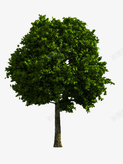 绿色的樟树png免抠素材_新图网 https://ixintu.com 树木 樟树叶子 樟树皮油 清新 绿色 茂盛