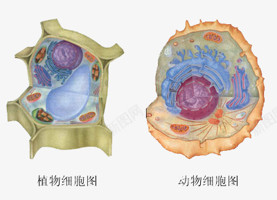 动植物细胞图png免抠素材_新图网 https://ixintu.com 动物 植物 生物 细胞图