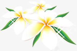 白色淡雅唯美花朵植物素材