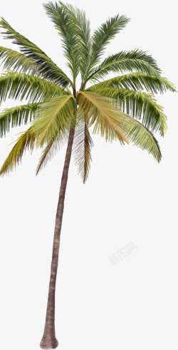 摄影风景区的棕榈树素材