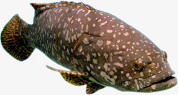 身子海洋鱼类深海鱼斑点身子高清图片