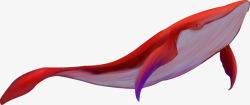 海世界温顺红色鲸鱼素材