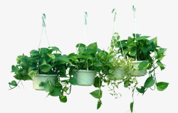 家庭装饰素材藤本植物吊篮高清图片