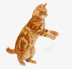 站立的猫站立的猫高清图片
