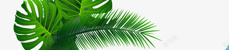 雨林大叶植物png免抠素材_新图网 https://ixintu.com 植物 椰子 热带云林 绿色 雨林