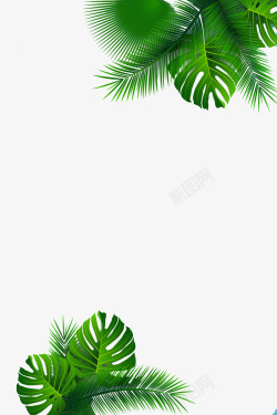 热带云林雨林大叶植物高清图片