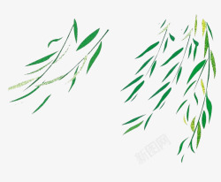 绿色的柳枝柳树叶子高清图片