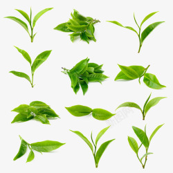 嫩绿新鲜天然茶叶素材