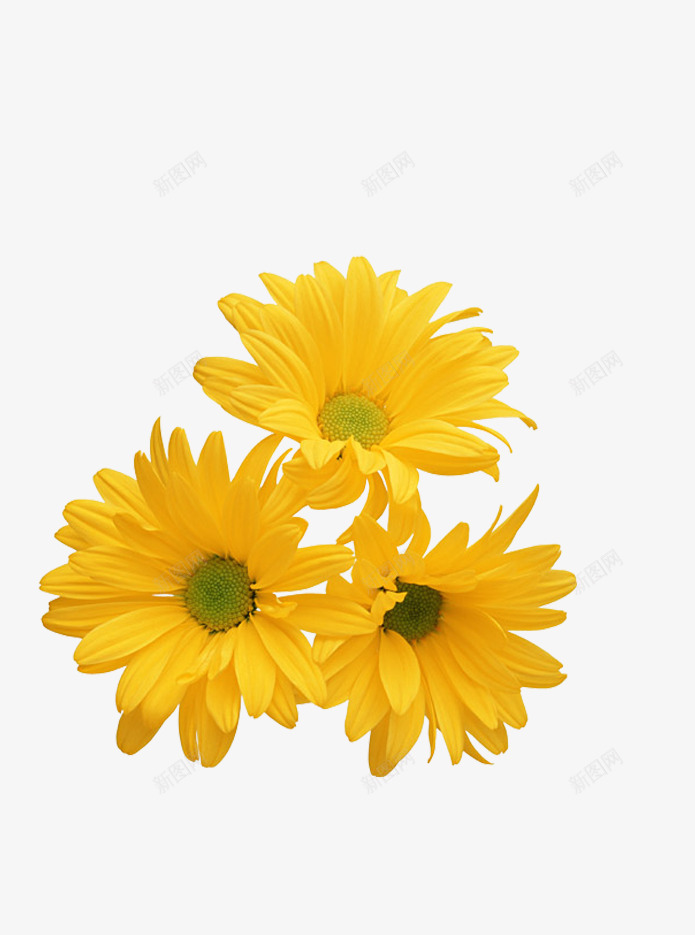 黄色小雏菊png免抠素材_新图网 https://ixintu.com daisy 小雏菊 花卉 装饰图案 黄色