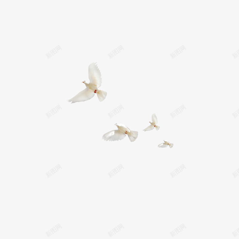 白色和平鸽装饰png免抠素材_新图网 https://ixintu.com 和平鸽 图案 白色 装饰 设计